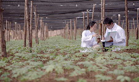 三七種植基地